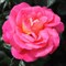 Роза флорибунда Шанти - фото 17364