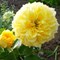 Роза флорибунда Чайна Герл - фото 17365