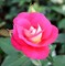 Роза флорибунда Хейматмелоди - фото 17368