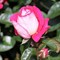 Роза флорибунда Хайматмелоди - фото 17370