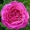 Роза флорибунда Хайди Клум - фото 17371