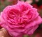 Роза флорибунда Фрауляйн Мария - фото 17372