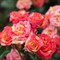 Роза флорибунда Файнер Флеш - фото 17374