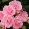 Роза флорибунда Розелина - фото 17383