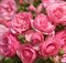 Роза флорибунда Помпонелла - фото 17384