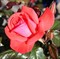 Роза флорибунда Пикколо - фото 17386