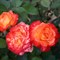 Роза флорибунда Пигаль 85 - фото 17387