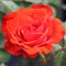 Роза флорибунда Олимпишес Фейер 92 - фото 17389