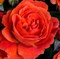 Роза флорибунда Монинг Сан - фото 17392
