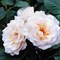 Роза флорибунда Маргарет Меррилл - фото 17400
