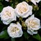 Роза флорибунда Ля Палома - фото 17401