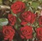 Роза флорибунда Любекер Ротспон - фото 17402