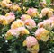 Роза флорибунда Лампион - фото 17405