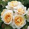 Роза флорибунда Лайонс-Роуз - фото 17406