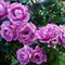 Роза флорибунда Дойче Велле - фото 17422