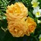 Роза флорибунда Голделз - фото 17431