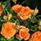 Роза спрей Моника - фото 17462