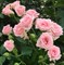 Роза спрей Лидия - фото 17468