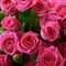 Роза спрей Глориус - фото 17471