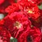 Роза почвопокровная Ред Фейри - фото 17484