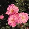 Роза почвопокровная Мирато - фото 17486