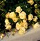 Роза почвопокровная Зонненширм - фото 17491