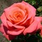 Роза плетистая Шоган - фото 17500