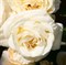 Роза плетистая Шнееуолзер - фото 17501