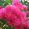 Роза плетистая Роуз Гарден - фото 17506