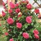 Роза плетистая Маритим - фото 17509