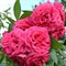 Роза плетистая Маритайм - фото 17510