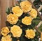 Роза плетистая Дукат - фото 17517