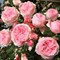 Роза плетистая Джардина - фото 17518