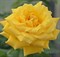 Роза плетистая Голдстерн - фото 17520