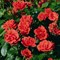 Роза парковая Фейерверк - фото 17528