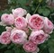 Роза парковая Синдирелла - фото 17529