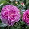 Роза парковая Сапфир - фото 17531