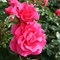 Роза парковая Романц - фото 17532