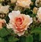 Роза парковая Рококо - фото 17533