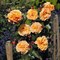 Роза парковая Арабия - фото 17540