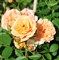 Роза миниатюрная ЭприкОТ-Клементина - фото 17541