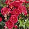 Роза миниатюрная Чили Клементин - фото 17544