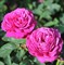 Роза миниатюрная Хэйди Клюм Роуз - фото 17545