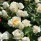 Роза миниатюрная Ханимилк - фото 17547