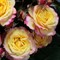 Роза миниатюрная Тропикал Клементин - фото 17549