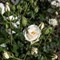 Роза миниатюрная Снипринцесса - фото 17550