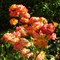 Роза миниатюрная Санмейд - фото 17551