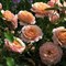 Роза миниатюрная Пич Клементин - фото 17552