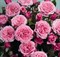 Роза миниатюрная Пинк Бейбифлор - фото 17554