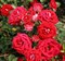 Роза миниатюрная Майди - фото 17558